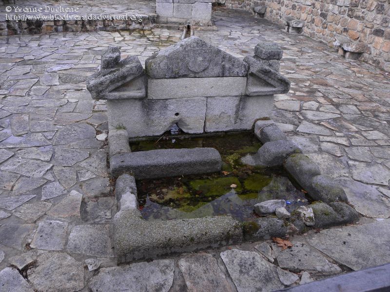 Fuente de las ermitas. Duchene, Y. (2011)